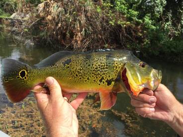 Bonita Springs Report Photo 2