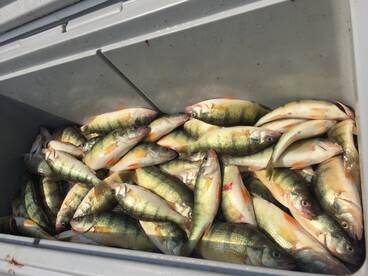 8/19/2018 Morning Perch Trip