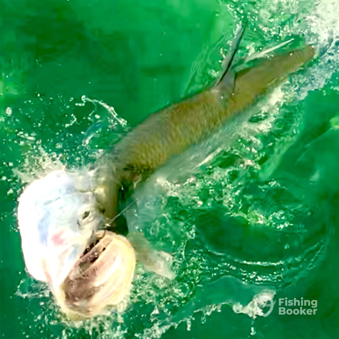 Islamorada Report Photo 0