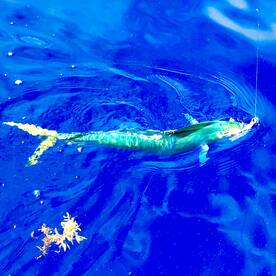 Islamorada Report Photo 1