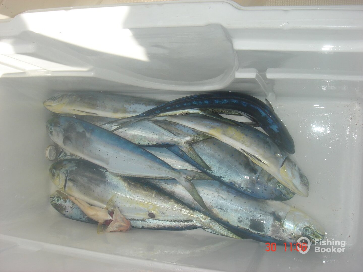 Loads of Dolphin Fish until late october on Barcelona Coast