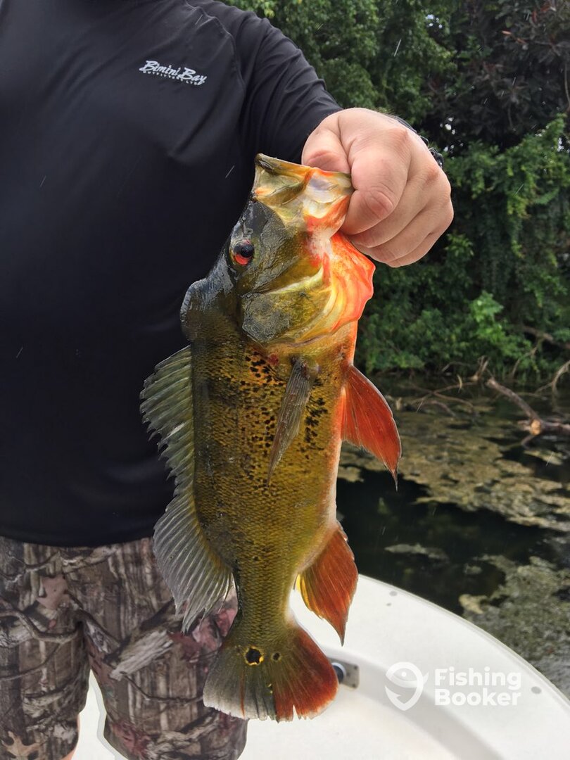 Bonita Springs Report Photo 0