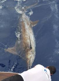 650LB Blue Marlin