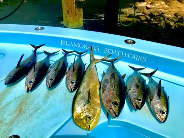 offshore, reef, wreck is hot hot hot