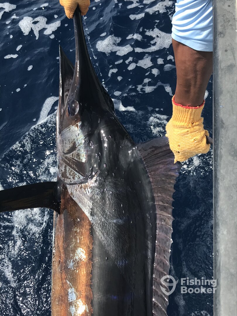 Tamarindo Report Photo 0