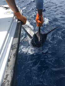 Tamarindo Report Photo 2