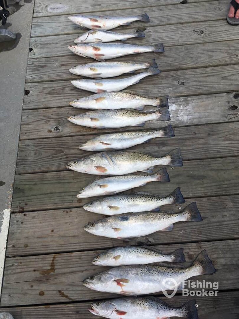 Trout
