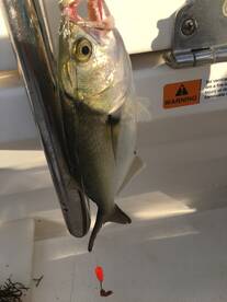 Somers Point Report Photo 1