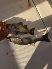 Somers Point Report Photo 2