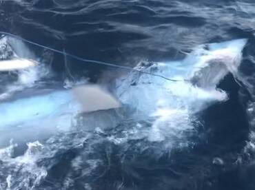 Sydney Report Photo 1