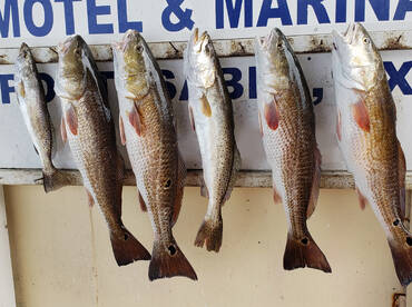 Port Isabel Report Photo 1