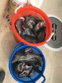 Montauk Report Photo 2