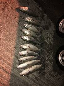 Two man limit of Stripers!