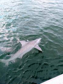 When the clients are away the guides wil