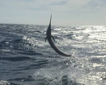 Islamorada Report Photo 2