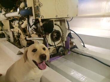 BEST FISHING DOG IN THE WORLD