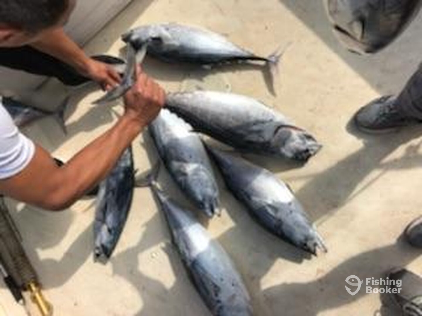 Albies for the Damien charter