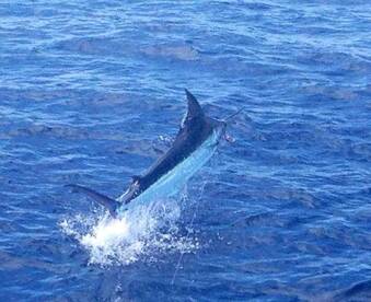 NINE BLUE MARLIN BITES, THREE RELEASED