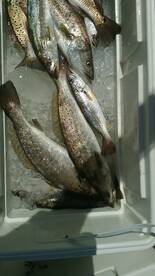 St. Bernard Report Photo 1