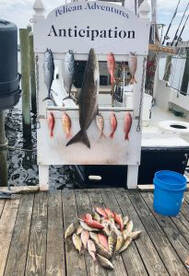 Fall Fishing Fun with a Cobia!
