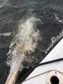 Montauk Report Photo 1
