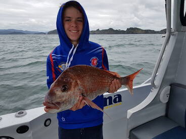 Paihia Report Photo 1