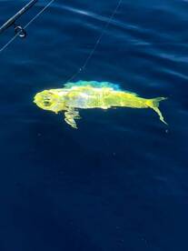 Offshore mahi fishing 