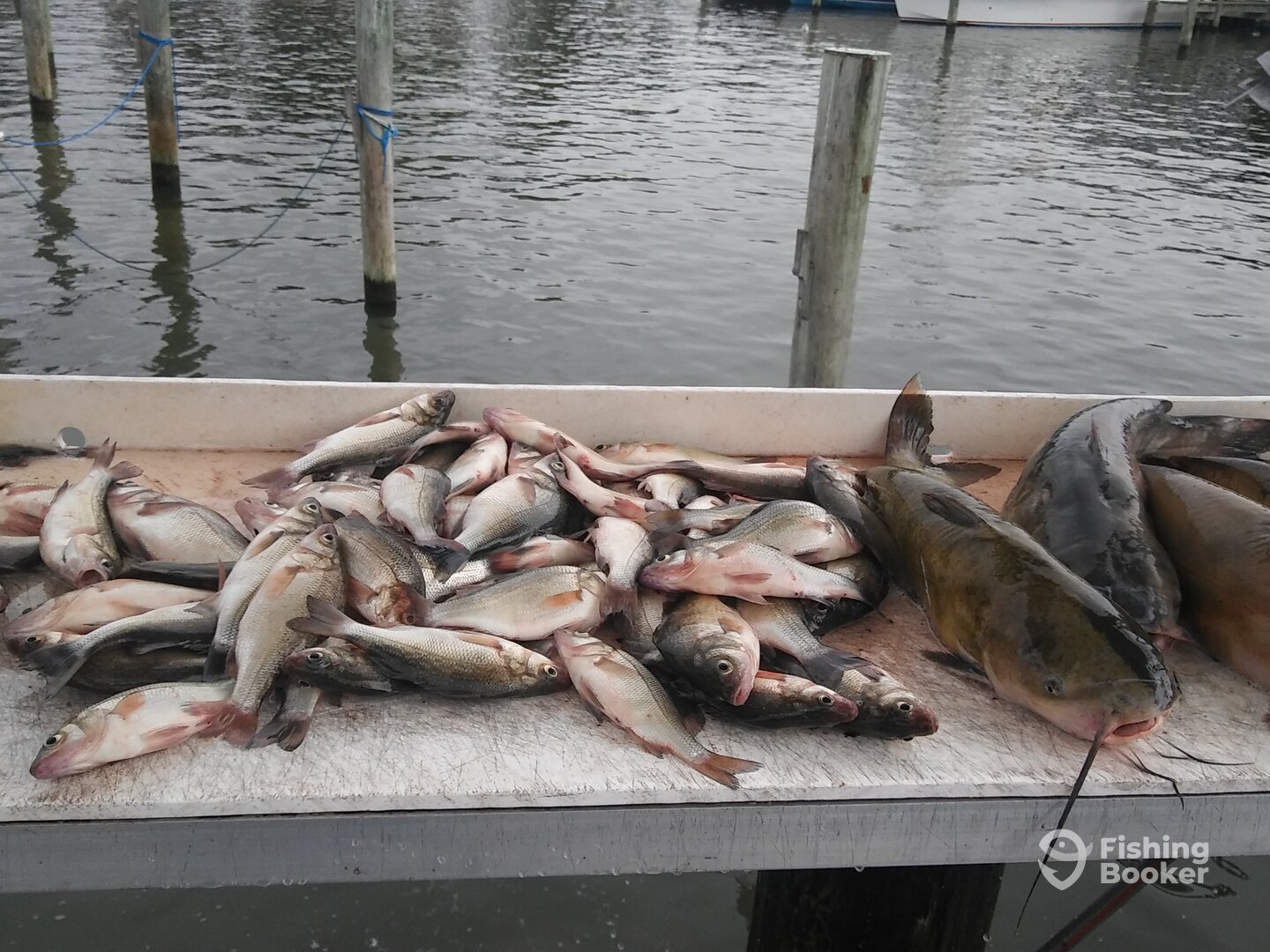 Stevensville Report Photo 0