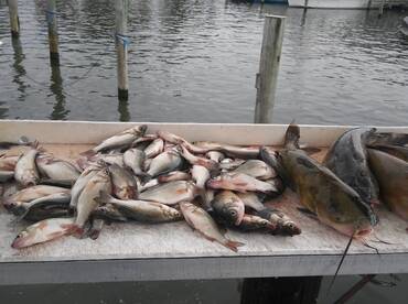 Saturday 10/6 the fish went insane