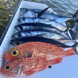 Delray Beach Report Photo 2