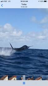 Sailfish season!