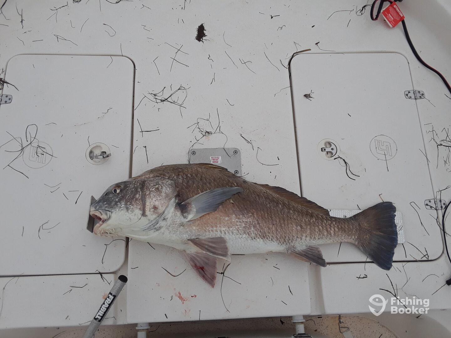 Port Aransas Report Photo 0