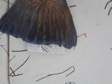 Port Aransas Report Photo 1