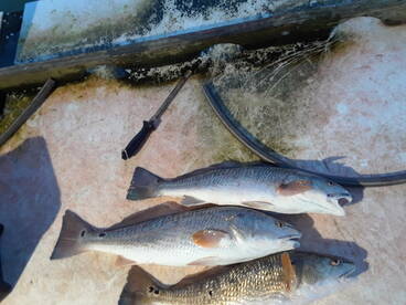 Port Aransas Report Photo 2