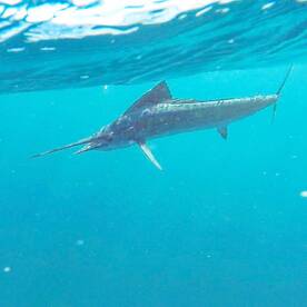 Jensen Beach Report Photo 2