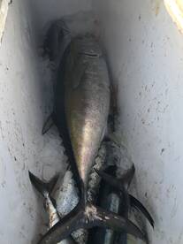 Carolina Beach Report Photo 2
