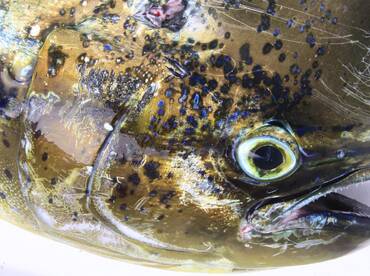 Quepos Report Photo 1