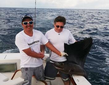 Sailfish Magnifico