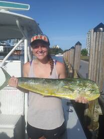 Dolphin sailfish kingfish