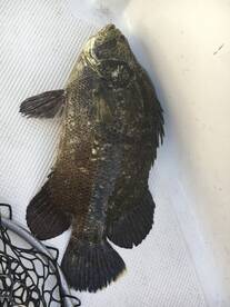 South Indian River Fishing Report 11/15