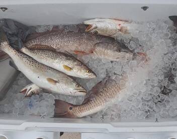 Bringing home the meat