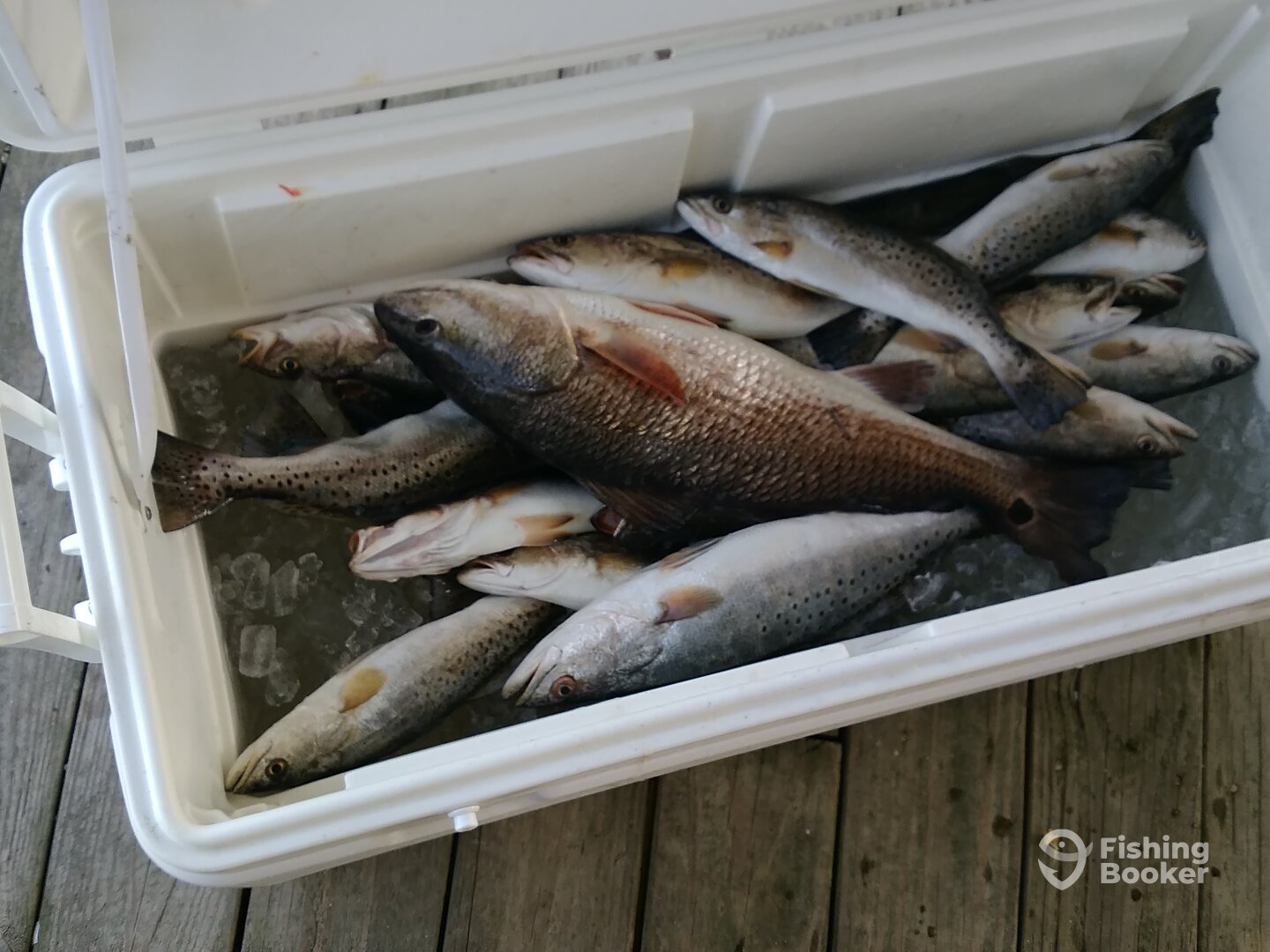 St. Bernard Report Photo 0