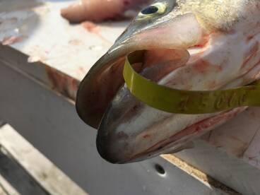 Lacey Township Report Photo 1