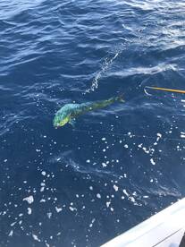 Herradura Report Photo 2