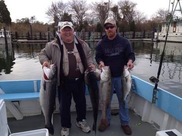 The rock fish are here 