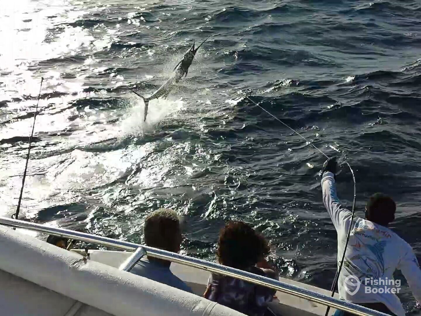 Sailfish on the leader