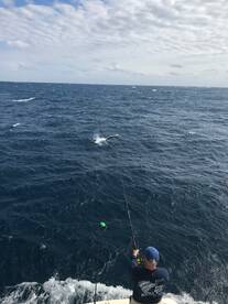 Sailfish season in Palm Beach is heating