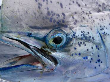 Quepos Report Photo 1