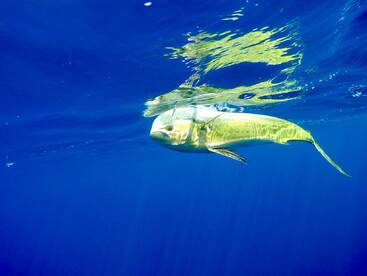 Quepos Report Photo 1