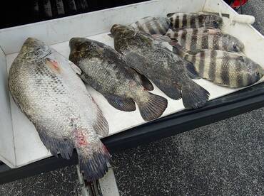 Port Orange Report Photo 2
